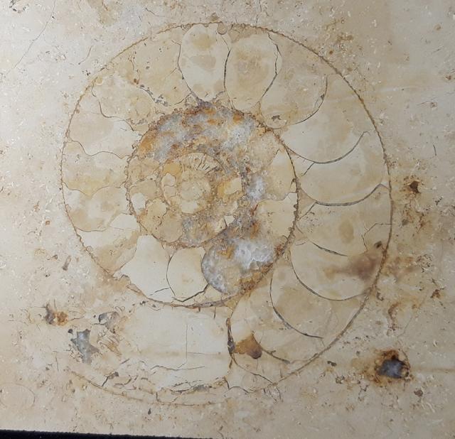 Aulacostephanus sp. (SUTNER & POMPECKJ in TORNQUIST 1896) - Bild © FossNet FossilienStore